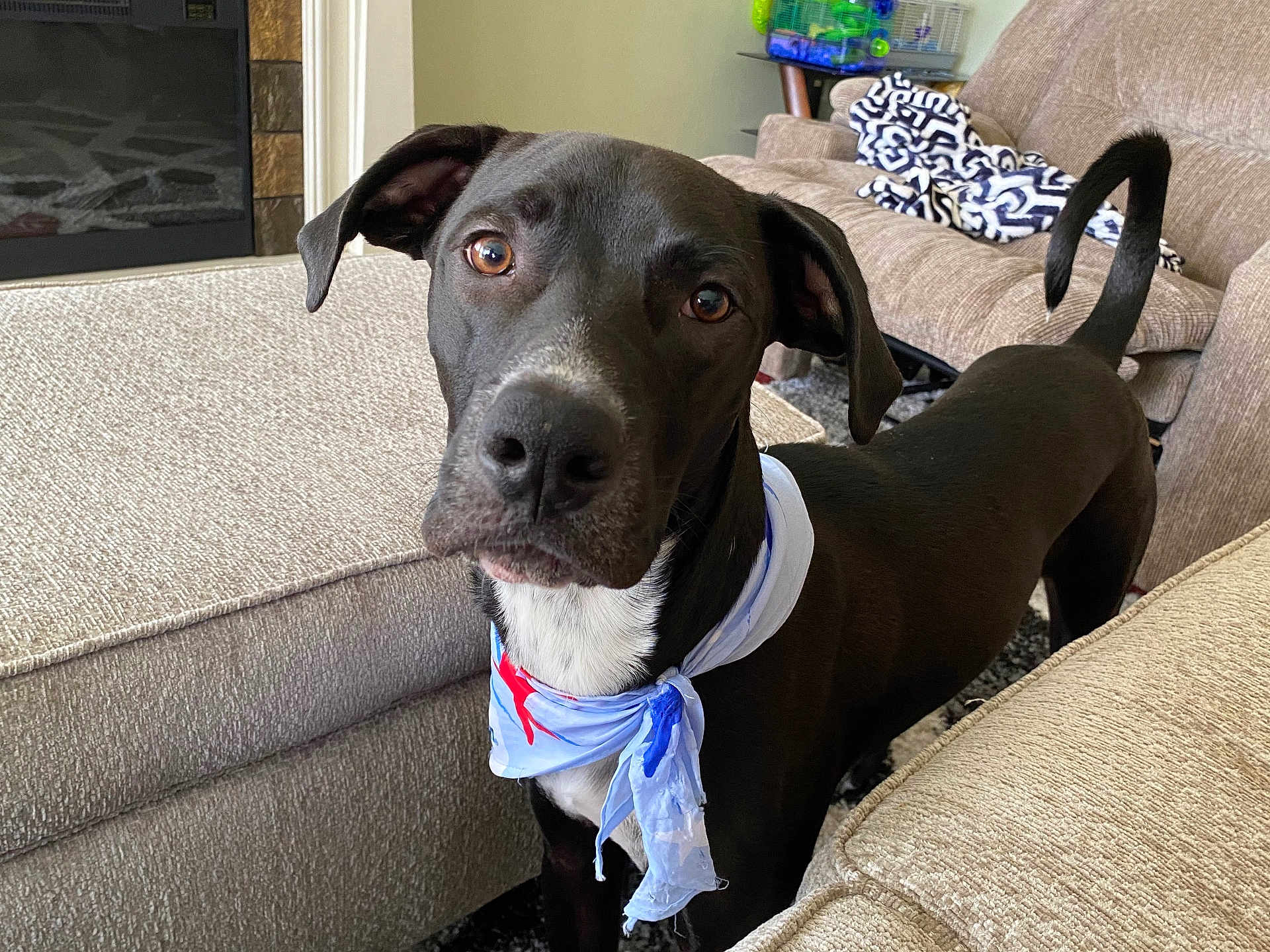 Neo joined the competition — help win amazing prizes! dog, black_dog, bandana, living_room, couch, furniture, pet, animal, indoors, carpet, curious, ears, tail, white_chest, looking, close_up, domestic_animal, household, companion, canine