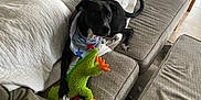 Neo is registered to the contest to win money with this photo: dog, black_dog, bandana, plush_toy, green_toy, orange_toy, couch, blanket, indoor, pet, paw, relaxed, comfort, furniture, tile_floor, toy, animal, domestic_animal, resting, cute