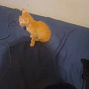 Grimlin is registered to the contest to win money with this photo: animal, bed, blue_bedspread, cable, cute, domestic, ears, feline, fur, gaming_controller, indoor, kitten, orange_cat, pet, resting, side_view, sitting, small, whiskers, young