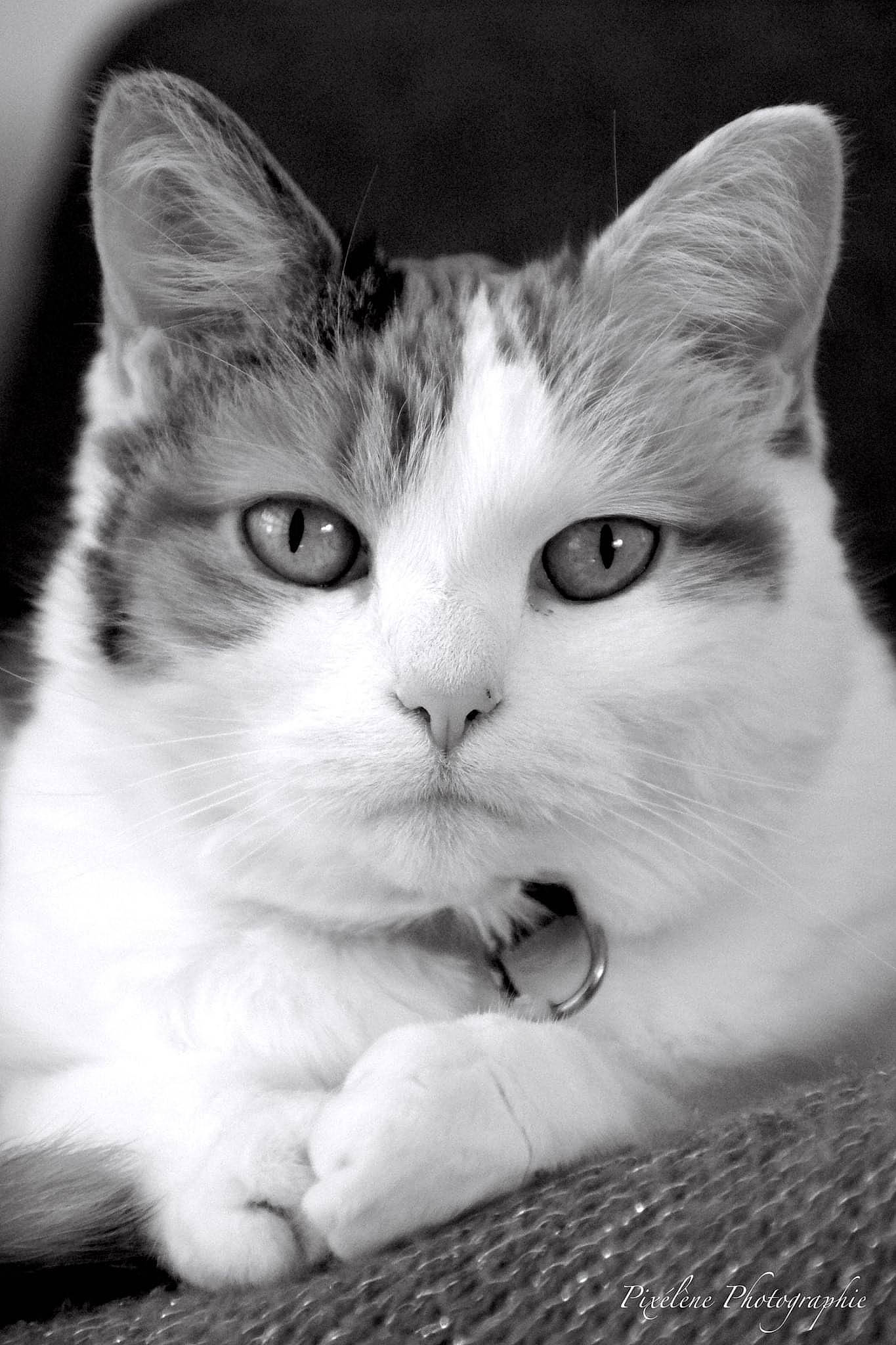 Canaille participe au concours pour gagner de l'argent avec cette photo : aegean_cat, american_wirehair, asian, black_and_white, carnivore, cat, domestic_short_haired_cat, european_shorthair, eye, felidae, fur, kitten, mammal, monochrome_photography, nose, small_to_medium_sized_cats, snout, turkish_van, whiskers, white