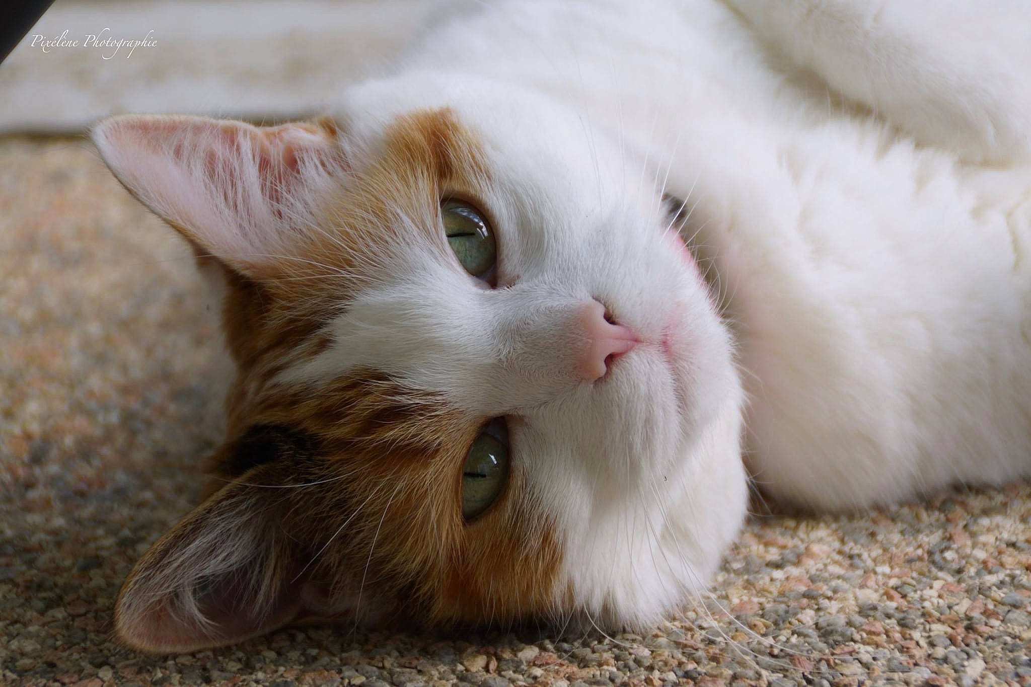 Canaille a rejoint le concours — aidez-le/la à gagner de superbes lots ! aegean_cat, asian, carnivore, cat, european_shorthair, eye, fawn, felidae, fur, kitten, mammal, munchkin, nose, paw, polydactyl_cat, small_to_medium_sized_cats, snout, turkish_angora, turkish_van, whiskers