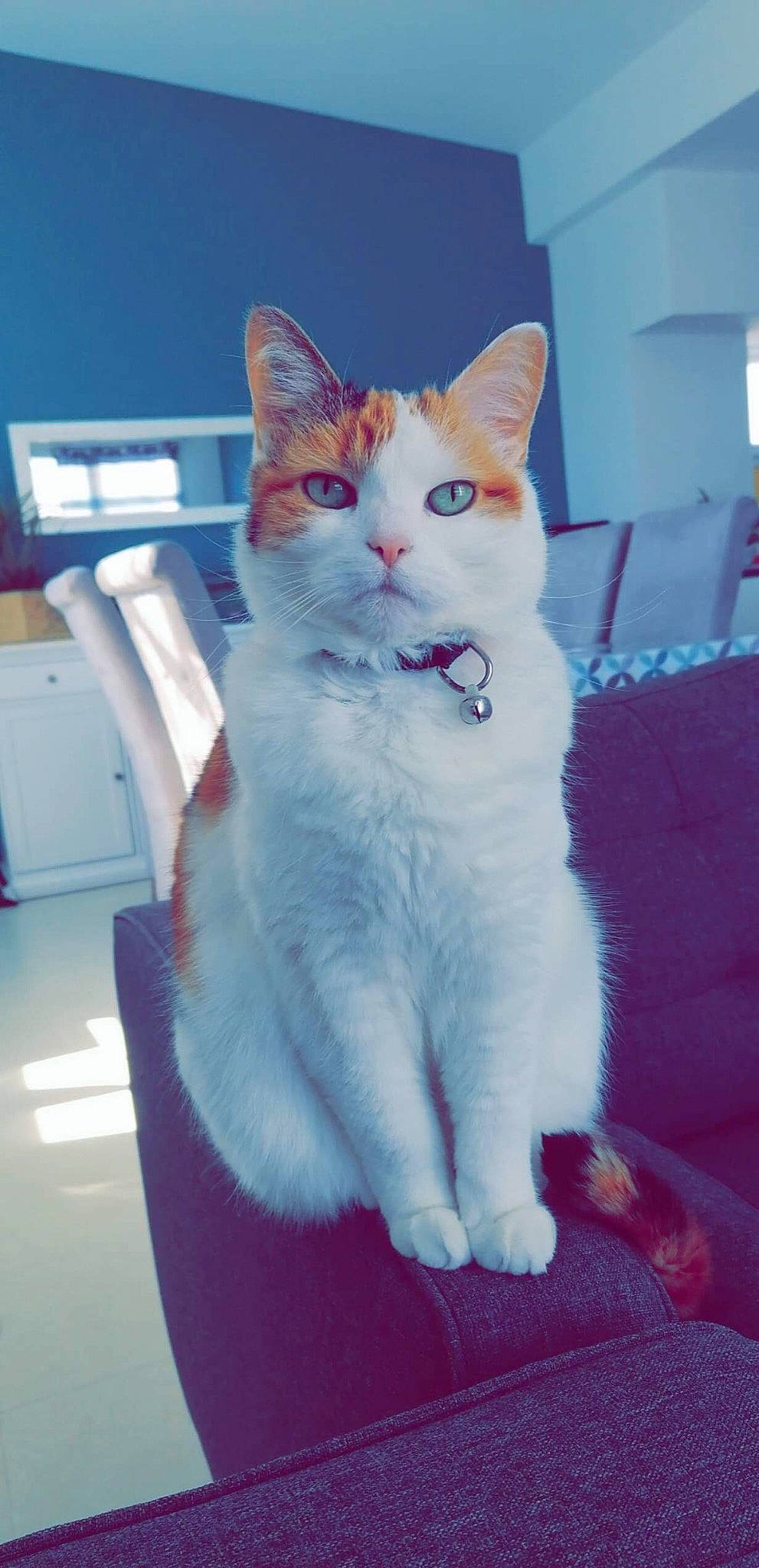 Canaille participe au concours pour gagner de l'argent avec cette photo : aegean_cat, american_wirehair, asian, carnivore, cat, domestic_short_haired_cat, european_shorthair, felidae, japanese_bobtail, kitten, mammal, ojos_azules, polydactyl_cat, small_to_medium_sized_cats, tail, turkish_angora, turkish_van, vertebrate, whiskers