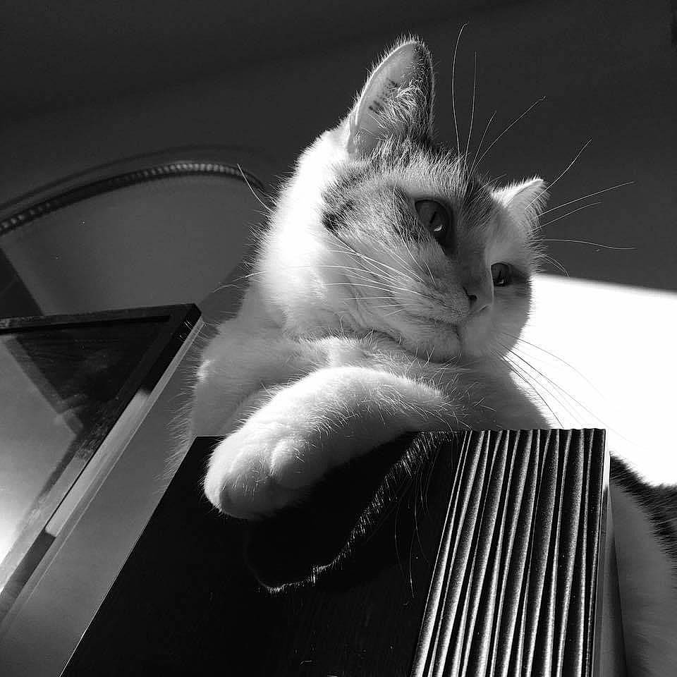 Canaille a rejoint le concours — aidez-le/la à gagner de superbes lots ! black, black_and_white, carnivore, cat, domestic_short_haired_cat, ear, eye, felidae, fur, hand, kitten, monochrome, monochrome_photography, musical_instrument, nose, photography, ragdoll, small_to_medium_sized_cats, whiskers, white