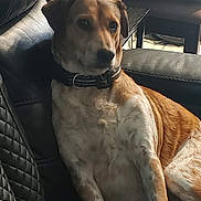 Missy joined the competition — help win amazing prizes! dog, brown_and_white, collar, leather_chair, indoor, lounge, pet, canine, fur, resting, side_view, calm, table, fabric, relaxed, domestic_animal, animal, companion, furniture, seated