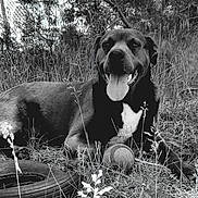 Bentley joined the competition — help win amazing prizes! dog, tongue_out, grass, ball, tire, black_and_white, outdoor, pet, animal, nature, happy, resting, playing, canine, fur, smiling, field, summer, leaves, plant