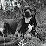 dog, tongue_out, grass, ball, tire, black_and_white, outdoor, pet, animal, nature, happy, resting, playing, canine, fur, smiling, field, summer, leaves, plant