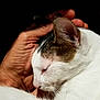 cat, sleeping, hand, white_fur, brown_fur, close_up, pet, animal, domestic_cat, face, ear, whiskers, skin, feline, rest, calm, human_hand, tenderness, compassion, quiet