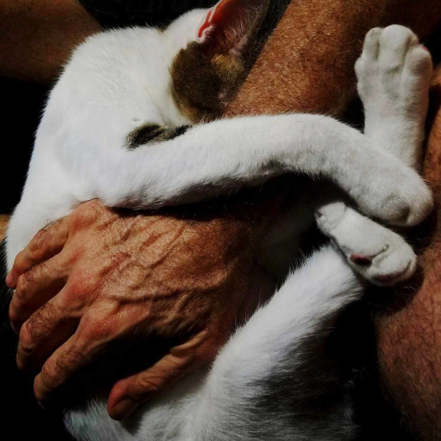 Basho is registered to the contest to win money with this photo: animal, arm, cat, closeup, comfort, cozy, cuddle, domestic_animal, feline, fur, hairy_arm, hugging, human_hand, pet, resting, skin, sleeping_cat, snuggling, warmth, white_cat