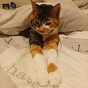 Zoa participe au concours pour gagner de l'argent avec cette photo : cat, calico_cat, bed, bedding, duvet, pillow, whiskers, paws, stretched_paws, indoors, cozy, pet, animal, portrait, close_up, blanket, furniture, sleepy, fur, domestic