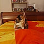 cat, calico_cat, pet, bed, bedding, duvet, blanket, wooden_headboard, shelf, mugs, framed_photo, portrait, figurine, plush_toy, bedroom, furniture, indoor, paw, raised_paw, orange