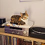 animal, cat, cloth, collection, curious, decor, electronics, furniture, home, indoor, music, pet, record_player, relaxed, shelf, stereo_receiver, tabby_cat, turntable, vinyl_records, wood