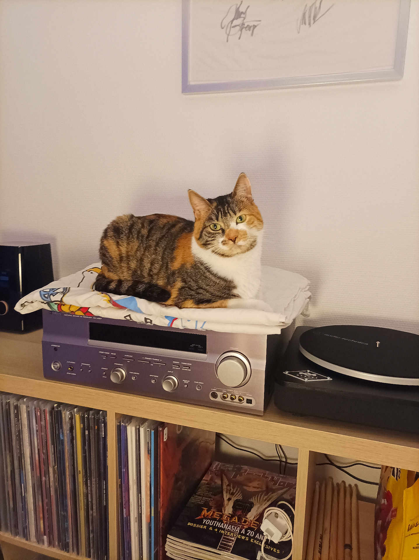 Zoa a rejoint le concours — aidez-le/la à gagner de superbes lots ! animal, cat, cloth, collection, curious, decor, electronics, furniture, home, indoor, music, pet, record_player, relaxed, shelf, stereo_receiver, tabby_cat, turntable, vinyl_records, wood