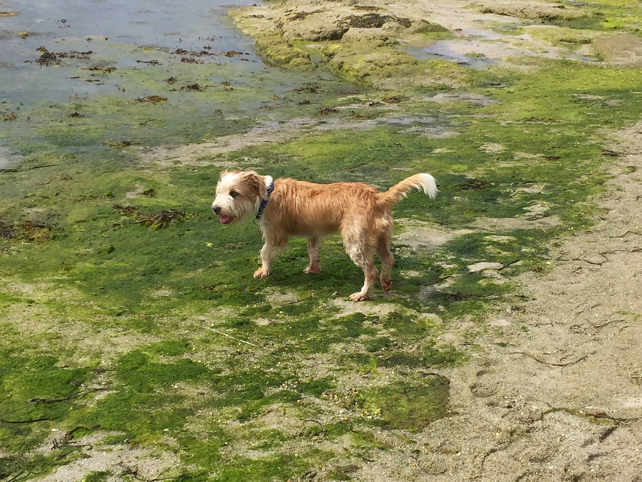 Wally participe au concours pour gagner de l'argent avec cette photo : canidae, carnivore, companion_dog, dog, dog_breed, fawn, grass, gun_dog, lake, pasture, retriever, snout, soil, sporting_group, tail, terrestrial_animal, water, wildlife, working_animal, working_dog