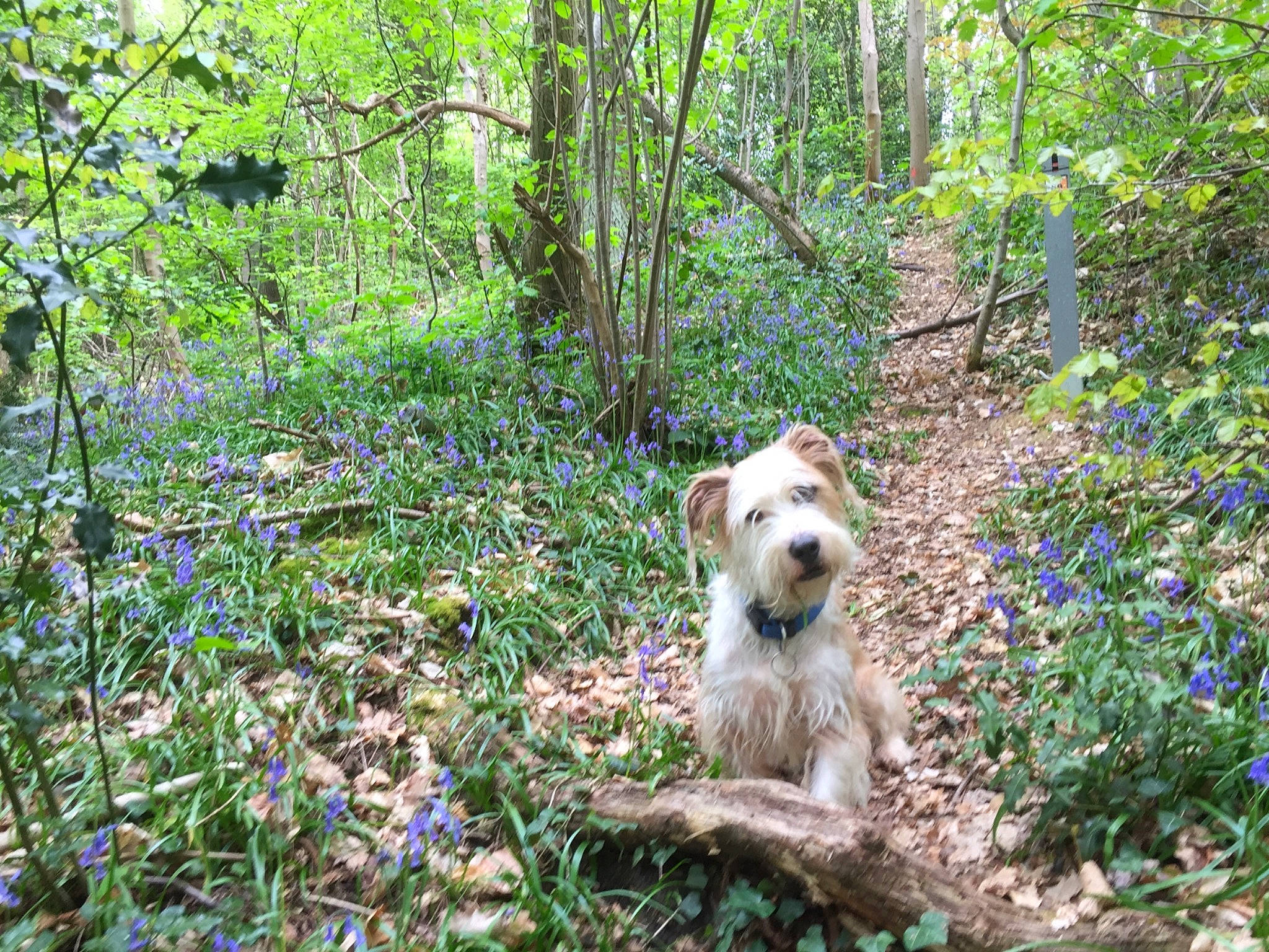 Wally a rejoint le concours — aidez-le/la à gagner de superbes lots ! carnivore, companion_dog, dog, dog_breed, fawn, flower, forest, grass, groundcover, jungle, natural_landscape, plant, plant_community, sporting_group, temperate_broadleaf_and_mixed_forest, terrestrial_plant, tree, water, woodland, working_animal