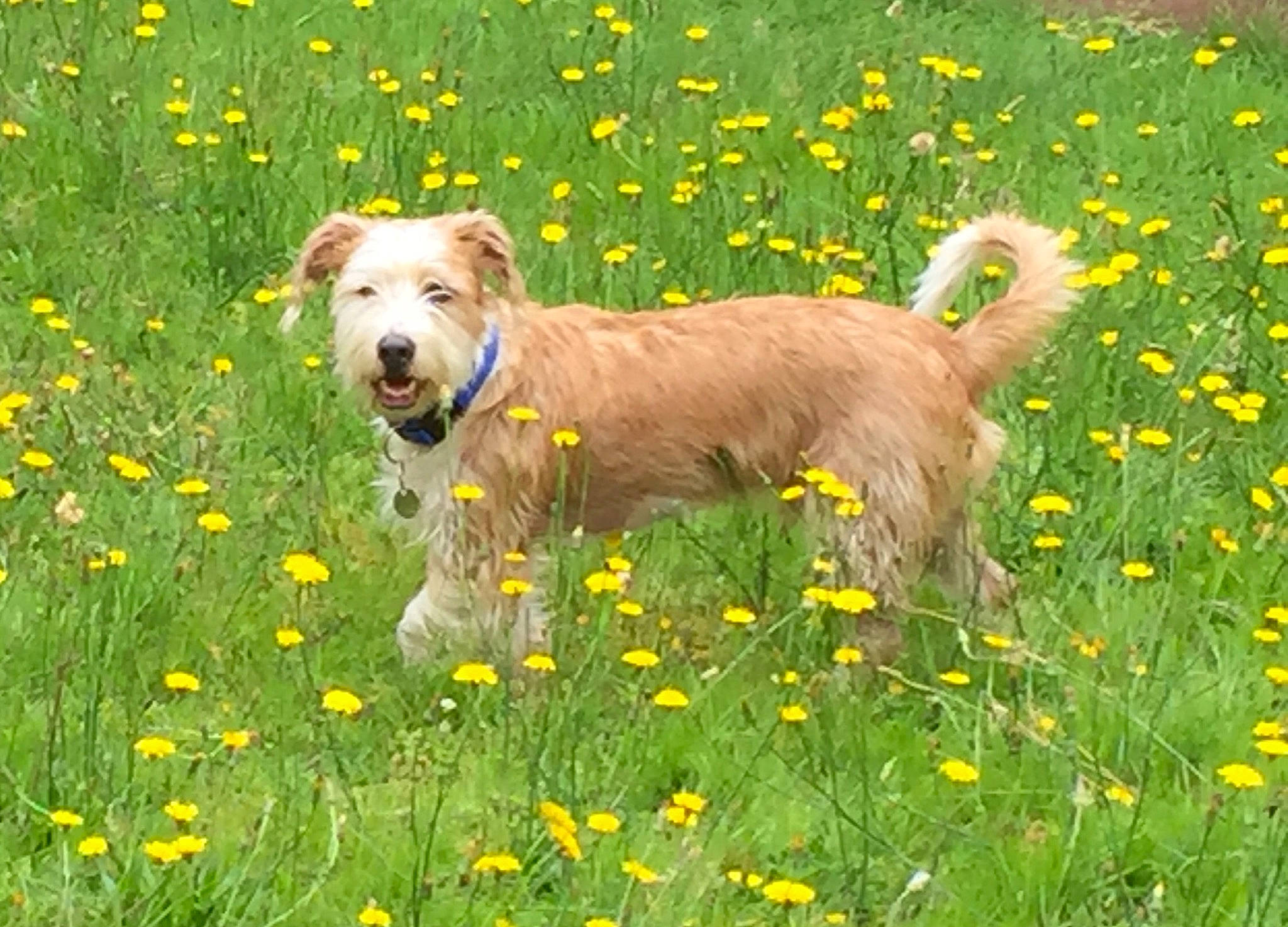Wally a rejoint le concours — aidez-le/la à gagner de superbes lots ! canidae, carnivore, companion_dog, dog, dog_breed, fawn, field, flower, grass, grassland, green, groundcover, herbaceous_plant, meadow, pasture, people_in_nature, plant, prairie, spring, yellow
