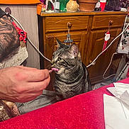 Hades a rejoint le concours — aidez-le/la à gagner de superbes lots ! cat, tabby_cat, hand, person, table, tablecloth, wooden_cabinet, potted_plant, indoor, furniture, decoration, festive, napkin, food, licking, pet, domestic_animal, animal, cozy, home