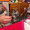 cat, tabby_cat, hand, person, table, tablecloth, wooden_cabinet, potted_plant, indoor, furniture, decoration, festive, napkin, food, licking, pet, domestic_animal, animal, cozy, home
