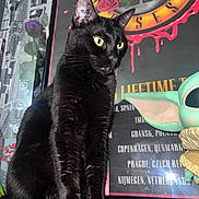 Jezabel participe au concours pour gagner de l'argent avec cette photo : black_cat, cat, indoor, poster, guns_n_roses, baby_yoda, figurine, toy, yellow_eyes, sitting, feline, fur, whiskers, ears, looking_away, background_text, decor, shelf, dark_fur, pet