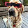 Roxy