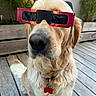 dog, golden_retriever, glasses, sunglasses, pet, outdoor, wooden_deck, plant, fur, canine, portrait, cute, animal, summer, sunlight, collar, tag, nose, ears, whiskers