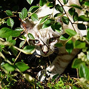 Artémis participe au concours pour gagner de l'argent avec cette photo : animal, camouflage, cat, closeup, curious, eyes, feline, focus, greenery, leaves, mammal, nature, outdoor, plants, predator, shadow, stalking, sunlight, whiskers, wildlife