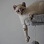 Artémis participe au concours pour gagner de l'argent avec cette photo : kitten, cat, pet, animal, feline, blue_eyes, curious, perched, gray_cat_tree, soft_texture, paw, dangling, indoor, neutral_background, cute, young, domestic_cat, whiskers, ears, playful