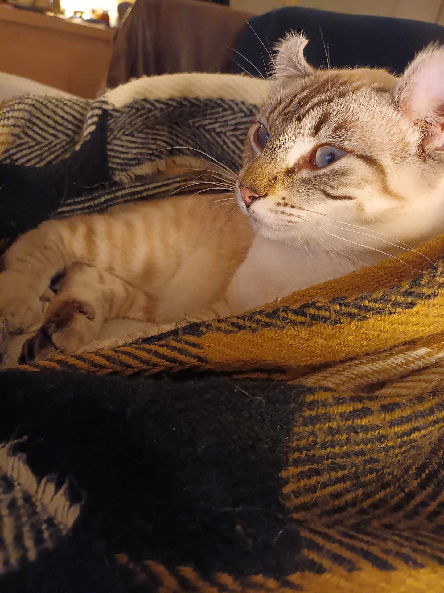 Artémis participe au concours pour gagner de l'argent avec cette photo : cat, feline, pet, animal, whiskers, fur, blanket, cozy, indoor, resting, striped, closeup, comfort, warm, soft, relaxed, cute, domestic, mammal, portrait