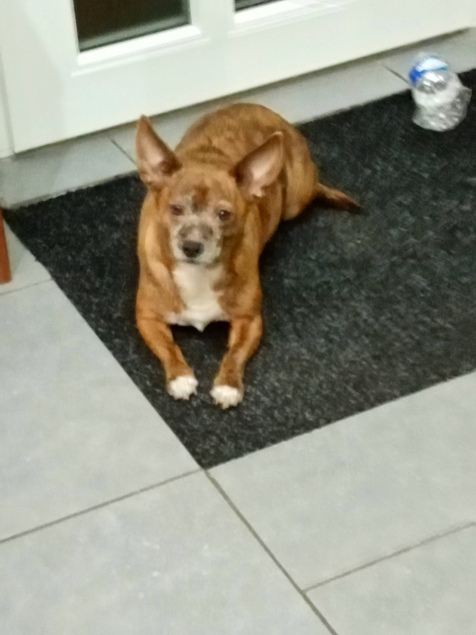 Nely a rejoint le concours — aidez-le/la à gagner de superbes lots ! carnivore, chihuahua, companion_dog, dog, dog_breed, fawn, floor, flooring, fur, hardwood, liver, paw, room, table, tail, toy_dog, whiskers, window, wood, working_animal