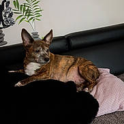 Nely a rejoint le concours — aidez-le/la à gagner de superbes lots ! animal, blanket, brindle, comfort, couch, dog, domestic, ears, floral_decoration, fur, furniture, indoor, laying, living_room, pet, pillow, relaxed, resting, side_view, wall