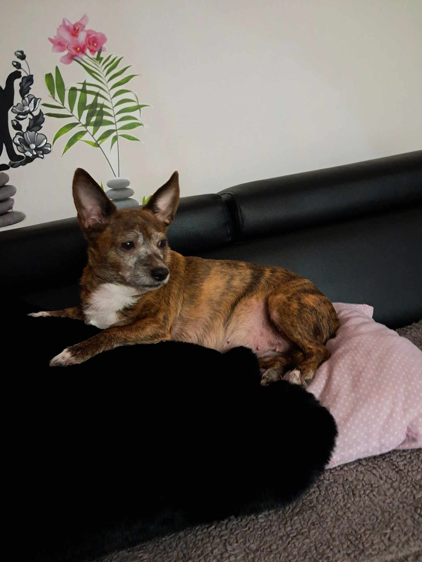 Nely a rejoint le concours — aidez-le/la à gagner de superbes lots ! animal, blanket, brindle, comfort, couch, dog, domestic, ears, floral_decoration, fur, furniture, indoor, laying, living_room, pet, pillow, relaxed, resting, side_view, wall