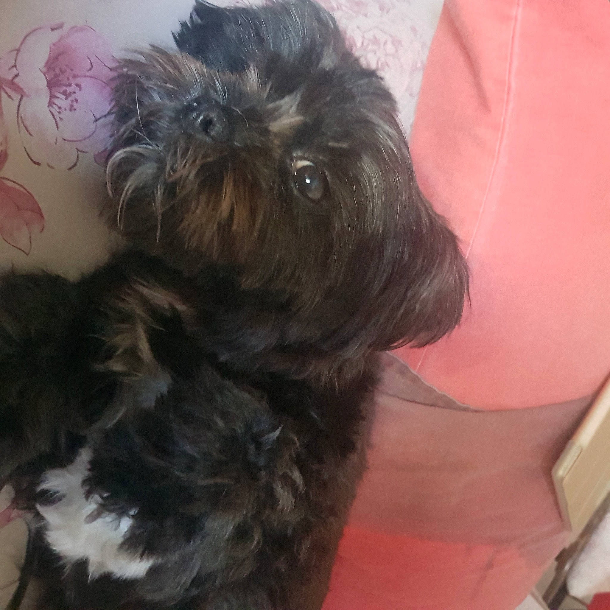 Kaline participe au concours pour gagner de l'argent avec cette photo : carnivore, companion_dog, dog, dog_breed, dog_supply, fawn, fur, liver, pet_supply, poodle_crossbreed, puppy_love, shih_poo, shih_tzu, small_terrier, snout, sporting_group, terrier, toy_dog, working_animal, yorkipoo