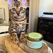 Freya participe au concours pour gagner de l'argent avec cette photo : kitten, cat, wooden_board, candle, striped, indoor, pet, cute, fur, whiskers, eyes, ears, table, decor, relaxation, home, furniture, domestic, small_animal, curious