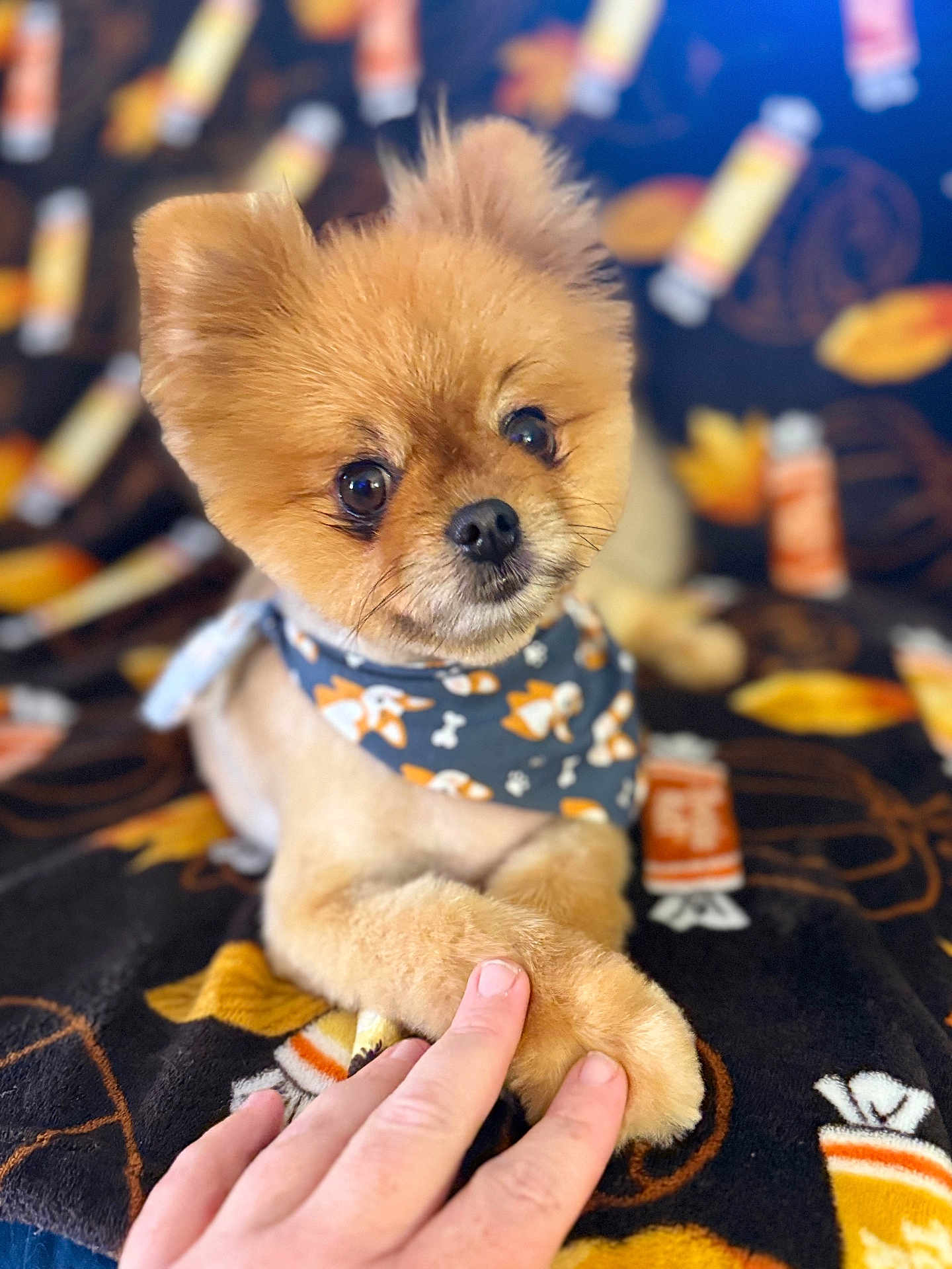 Sasha joined the competition — help win amazing prizes! dog, pomeranian, puppy, pet, bandana, paw, fuzzy, fur, eyes, nose, hand, blanket, pattern, indoor, portrait, close_up, cute, cozy, bokeh, animal