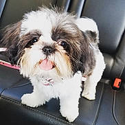 Bella Mae is registered to the contest to win money with this photo: dog, puppy, shih_tzu, fluffy, tongue_out, cute, pet_collar, white_fur, black_fur, close_up, portrait, car_interior, leather_seat, front_seat, small_dog, sitting, adorable, whiskers, pet, companion