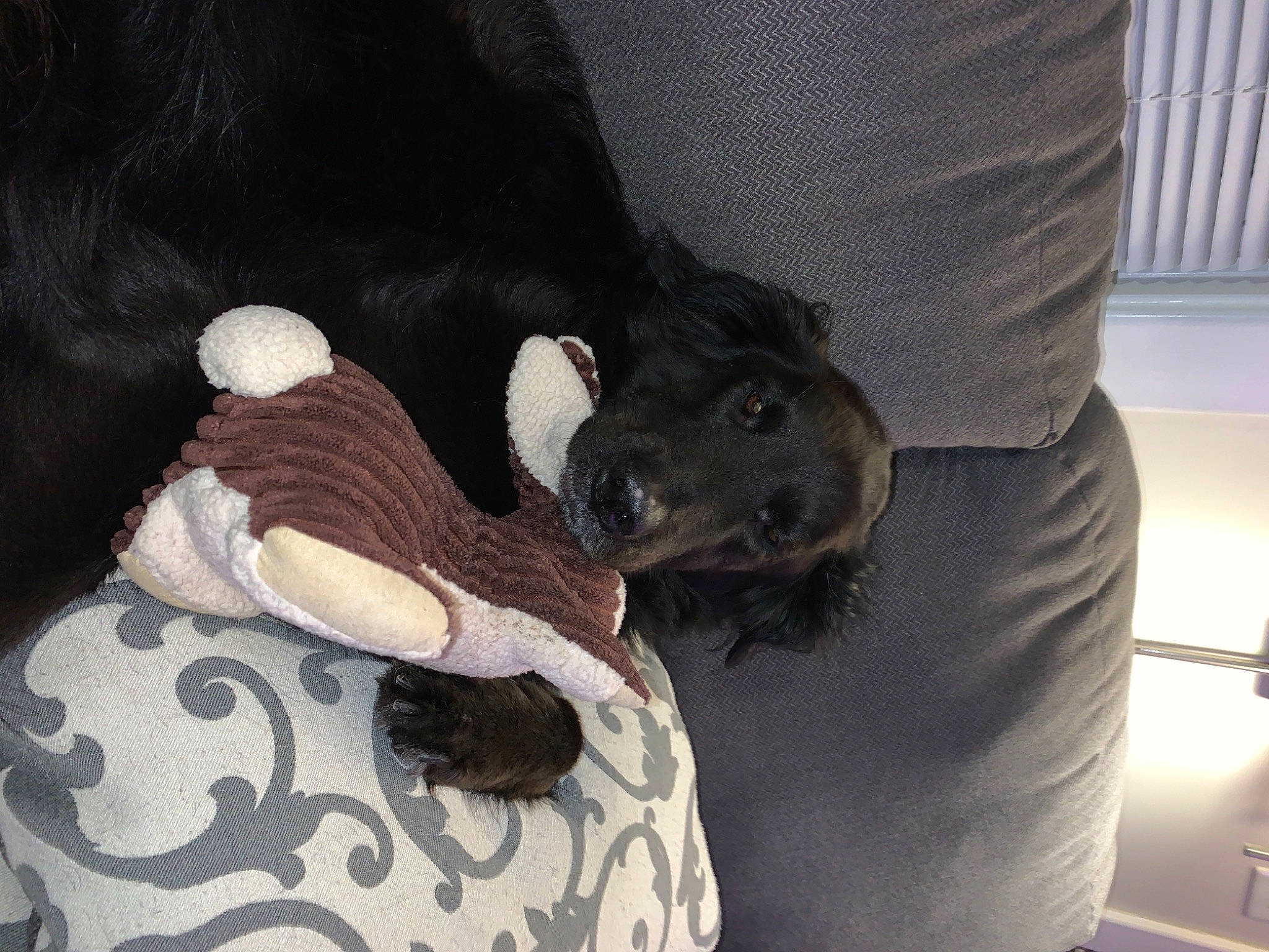 Cinder is registered to the contest to win money with this photo: canidae, carnivore, comfort, companion_dog, couch, dog, dog_bed, dog_breed, dog_supply, fawn, fur, grey, guard_dog, linens, small_to_medium_sized_cats, snout, sporting_group, toy_dog, whiskers, working_animal