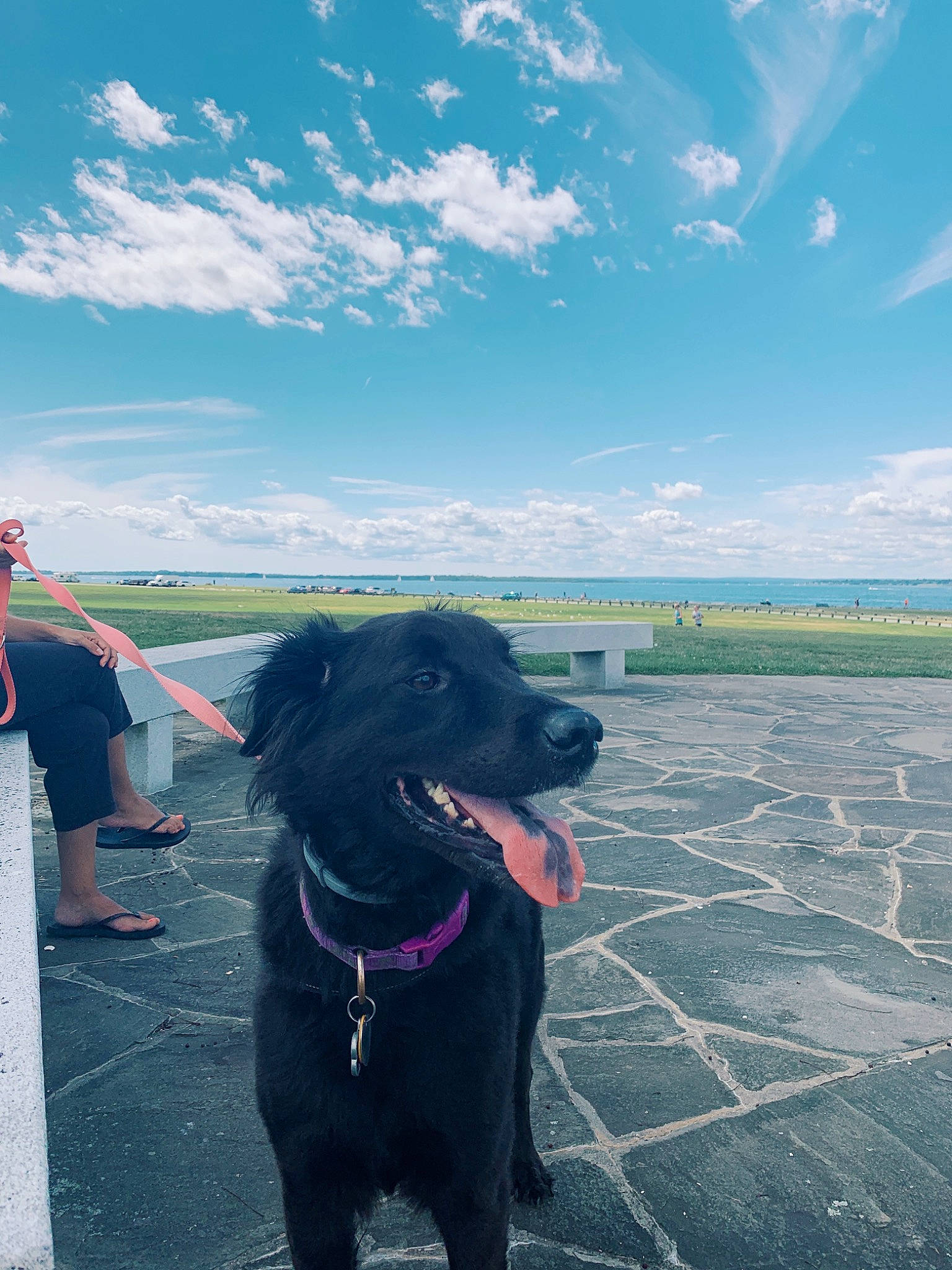 Cinder is registered to the contest to win money with this photo: canidae, carnivore, cloud, companion_dog, dog, dog_breed, flat_coated_retriever, hunting_dog, labrador_retriever, retriever, sky, sporting_group