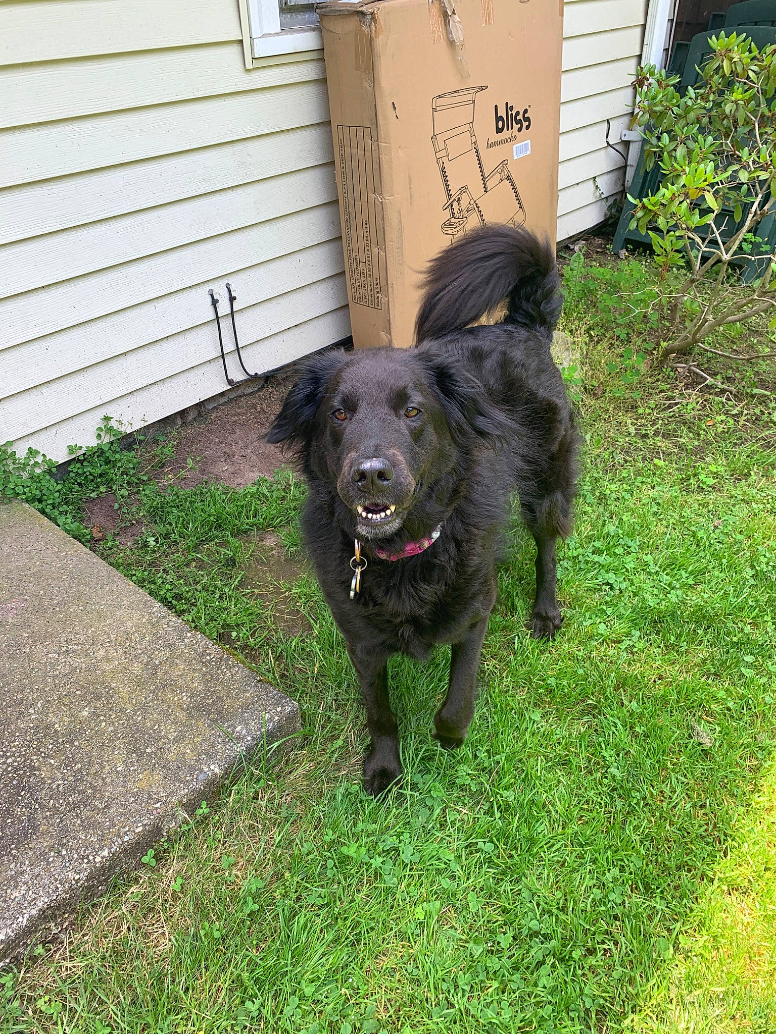 Cinder joined the competition — help win amazing prizes! borador, canidae, carnivore, companion_dog, croatian_sheepdog, dog, dog_breed, flat_coated_retriever, grass, mammal, rare_breed_dog, sporting_group, vertebrate