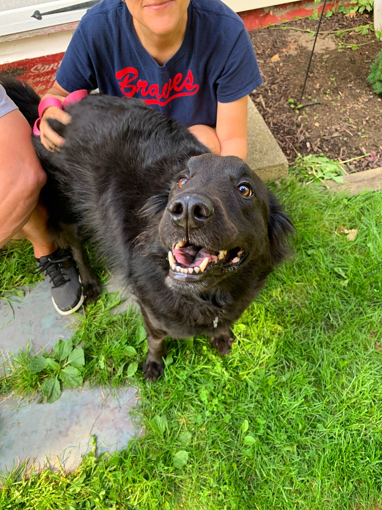 Cinder is registered to the contest to win money with this photo: canidae, carnivore, caucasian_shepherd_dog, companion_dog, dog, dog_breed, gaddi_kutta, giant_dog_breed, grass, mammal, newfoundland, sporting_group, vertebrate