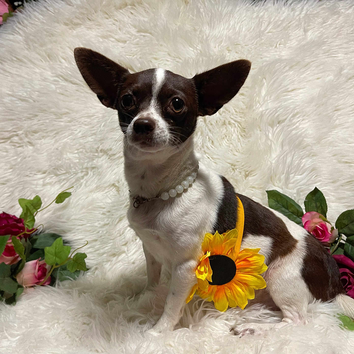 Lucy joined the competition — help win amazing prizes! adorable, animal, artificial_flowers, brown_and_white, cute, decor, dog, fluffy_rug, green_leaves, indoor, pearl_necklace, pet, pet_fashion, portrait, posing, roses, sitting, small_dog, sunflower_accessory, white_rug