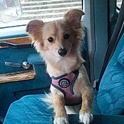 Beebee joined the competition — help win amazing prizes! dog, small_dog, puppy, car_interior, car_seat, blue_seat, harness, window, door_handle, stairs, curious, fluffy_ears, pet, animal, vehicle, leather, seatbelt, side_mirror, daylight, indoor