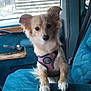 animal, blue_seat, car_interior, car_seat, curious, daylight, dog, door_handle, fluffy_ears, harness, indoor, leather, pet, puppy, seatbelt, side_mirror, small_dog, stairs, vehicle, window