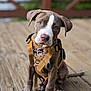 dog, puppy, brown_puppy, white_marking, harness, pet, sitting, portrait, outdoor, paw, eyes, cute, leash, collar, shallow_depth_of_field, blurred_background, wooden_deck, wood_floor, attentive, domestic_animal