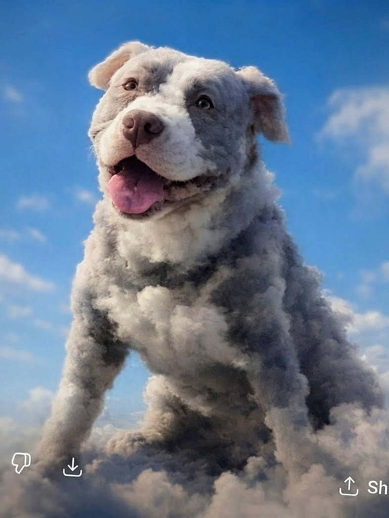 adorable, blue_sky, cloud, cloud_texture, composite, dog, dreamy, fantasy, fluffy, happy, large_animal, outdoor, portrait, puffy, sitting, sky, smiling, surreal, tongue_out, whimsical