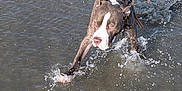 Beau is registered to the contest to win money with this photo: dog, pitbull, canine, water, splash, beach, running, wet_fur, harness, paw, action_shot, motion, outdoors, sand, waves, playful, energetic, pet, portrait, midstride