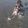 dog, pitbull, canine, water, splash, beach, running, wet_fur, harness, paw, action_shot, motion, outdoors, sand, waves, playful, energetic, pet, portrait, midstride