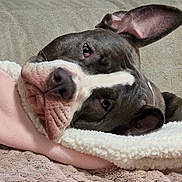 Beau is registered to the contest to win money with this photo: dog, pet, blanket, heart_pattern, sofa, couch, snout, wrinkled_face, ear, sleepy, cozy, closeup, indoor, napping, bedding, fur, nose, whiskers, expressive_eyes, relaxed