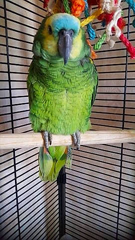 Rio a rejoint le concours — aidez-le/la à gagner de superbes lots ! beak, bird, bird_supply, budgie, cage, feather, lorikeet, lovebird, macaw, parakeet, parrot, perico, pet_supply, tail, turquoise, vertebrate, wing