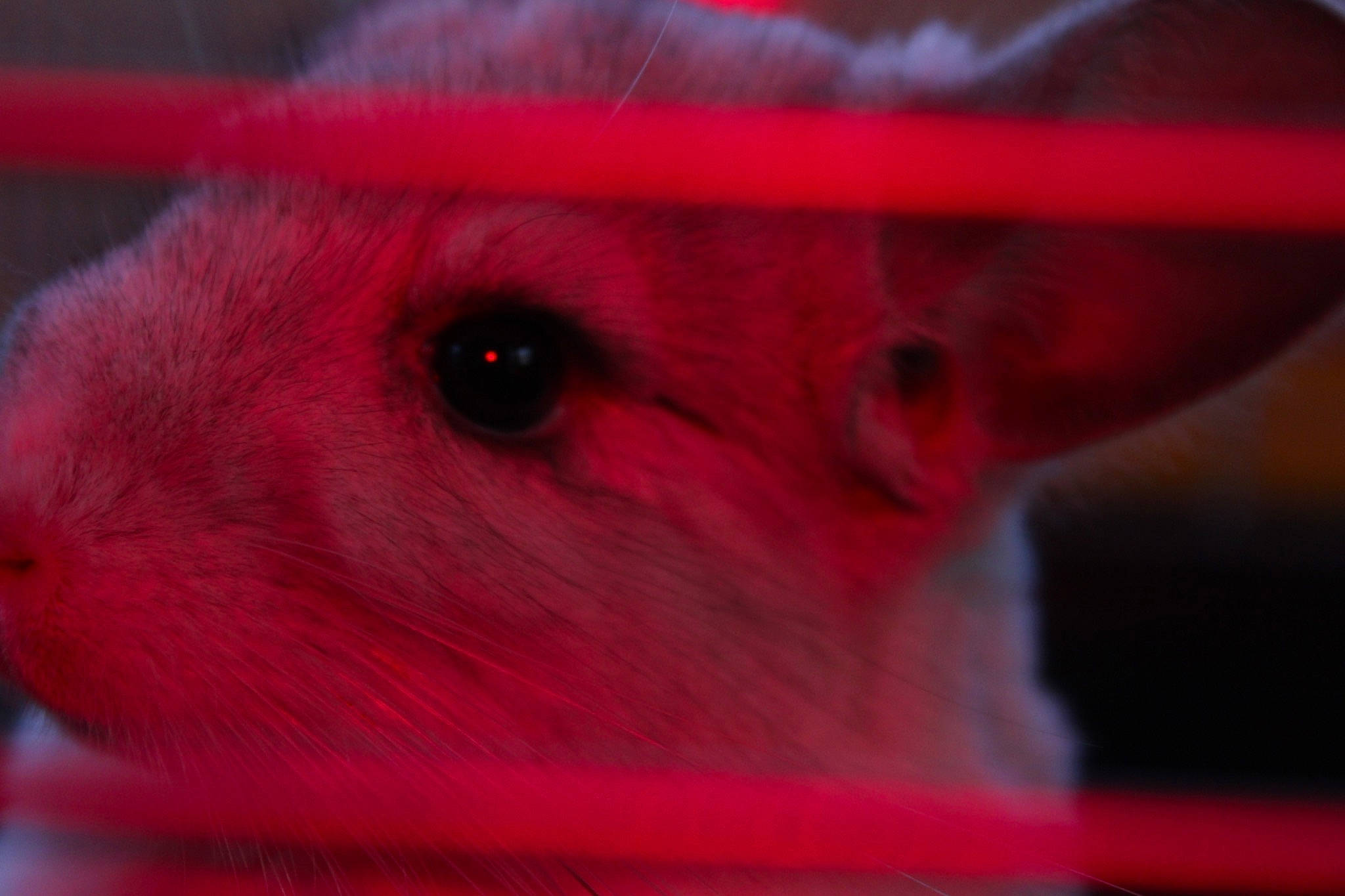 Elvis participe au concours pour gagner de l'argent avec cette photo : close_up, degu, dormouse, ear, eye, gerbil, hamster, mouse, mouth, muridae, muroidea, nose, pest, rat, red, red_eye_effect, rodent, skin, snout, whiskers