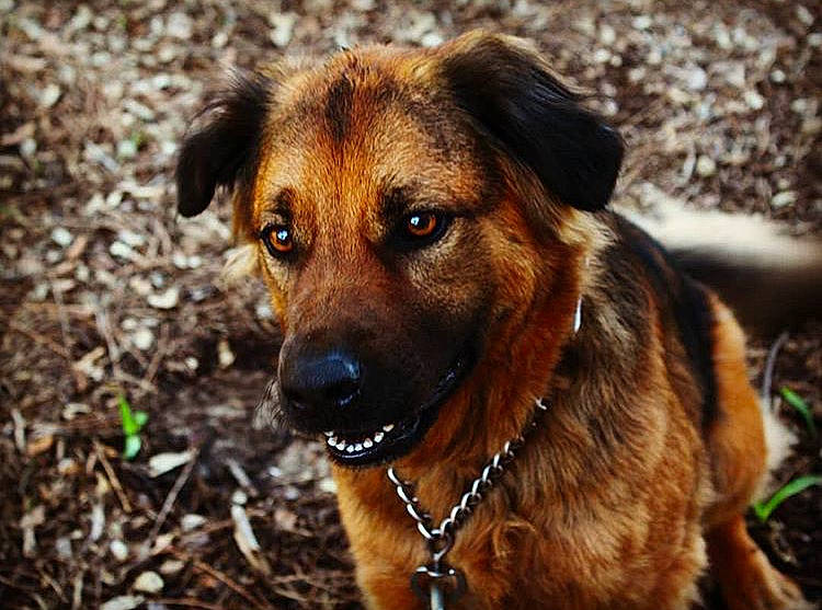 Maya a rejoint le concours — aidez-le/la à gagner de superbes lots ! canidae, carnivore, companion_dog, dog, dog_breed, fawn, mammal, mountain_cur, plant, potcake_dog, rare_breed_dog, snout, sporting_group, street_dog, vertebrate, whiskers