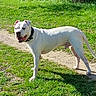 Fantôme a rejoint le concours — aidez-le/la à gagner de superbes lots ! animal, canine, collar, daylight, dog, friendly, grass, greenery, happy, leisure, mammal, nature, outdoor, park, path, pet, standing, summer, sunlight, white_dog
